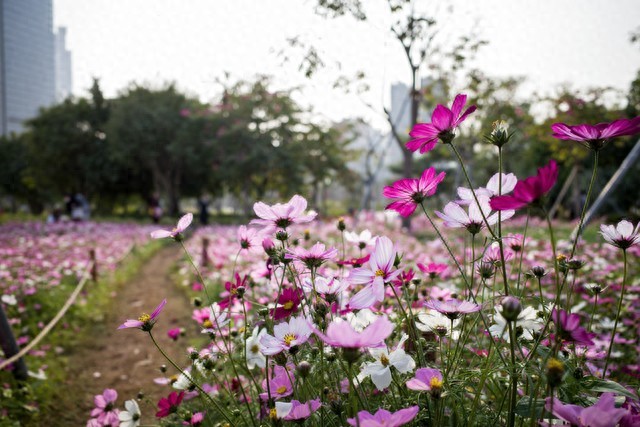 Shenzhen Travel Guide: Top 10 Must-Visit Attractions in Shenzhen