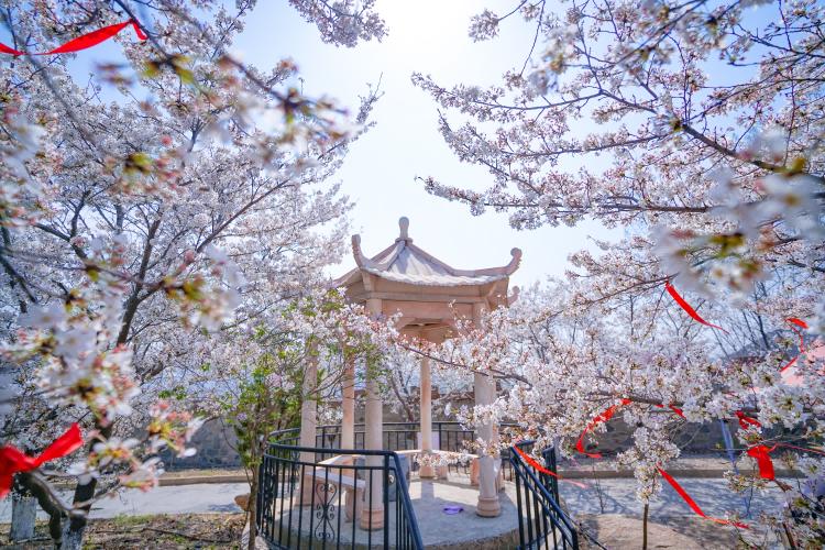 Binzhou Travel Guide 2025: Complete Guide to 10 Treasure Scenic Spots and Tourist Attractions in Binzhou