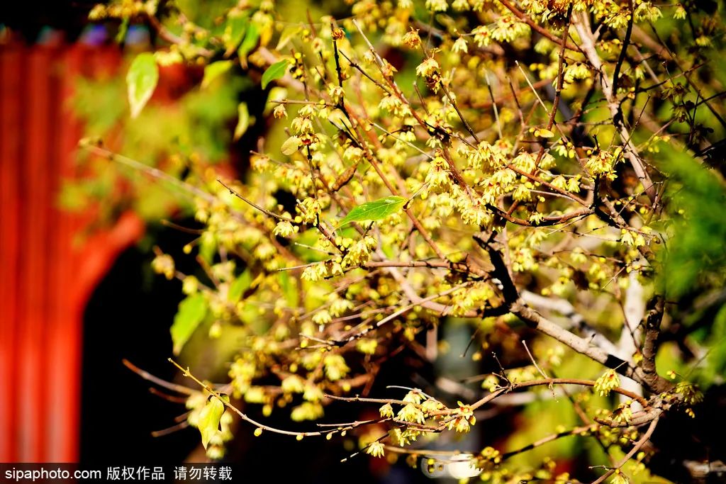 Tanzhe Temple Tickets: Ticket Addresses and Opening Hours for 12 Ancient Temples in Beijing