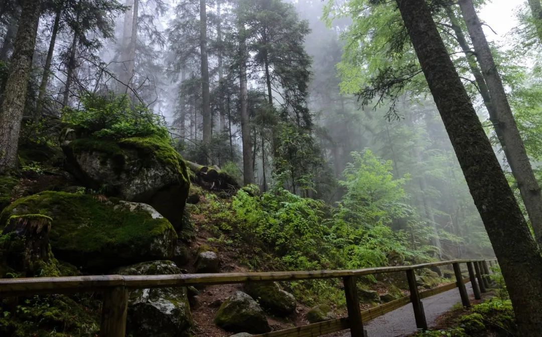 Black Forest: A magical place that millions of tourists must visit